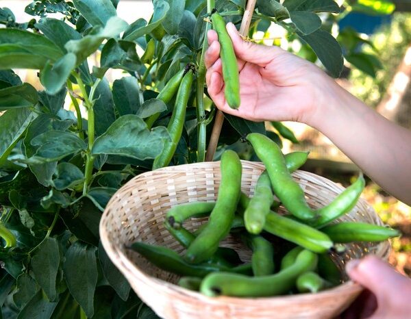 Користь бобів: 13 причин додати їх до свого раціону