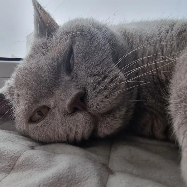 Сумна розлука: скільки днів кішка може голодувати без господаря і&hellip;