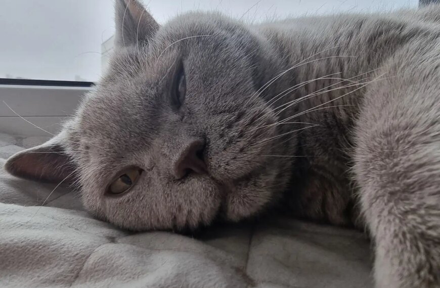 Сумна розлука: скільки днів кішка може голодувати без господаря і коли бити на сполох