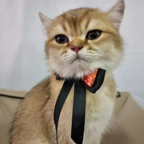 Чому кішка спить у коробці, а не в новому будиночку:&hellip;