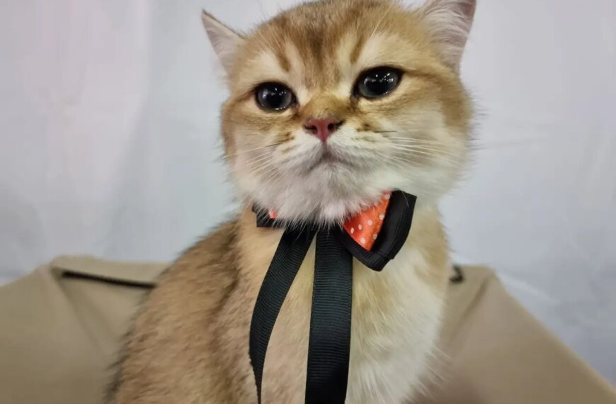 Чому кішка спить у коробці, а не в новому будиночку: секрети нюху та комфорту&hellip;