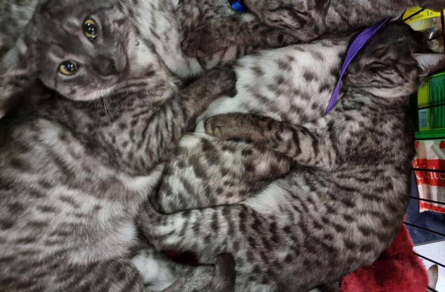 Через скільки тижнів котик перестане сумувати за домом: корисні поради&hellip;