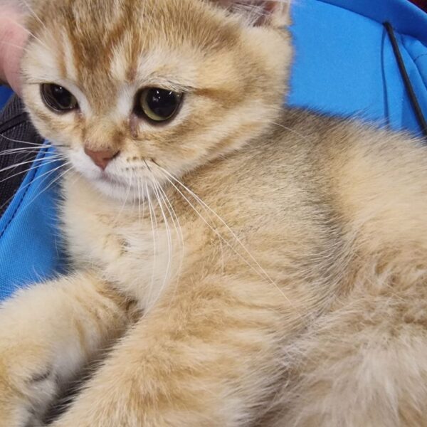 Слухає, але не вірить: чи впізнає кішка голос господаря по&hellip;