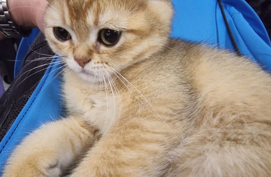 Слухає, але не вірить: чи впізнає кішка голос господаря по телефону – секрети виховання&hellip;