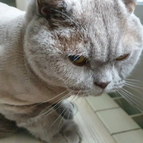 Як котики переживають втрату господаря: терпляче чекають та отримують підтримку.