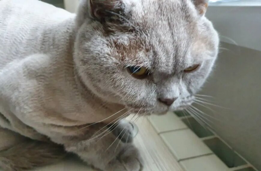 Як котики переживають втрату господаря: терпляче чекають та отримують підтримку.