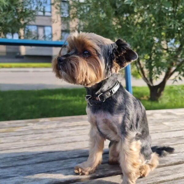 Поради та секрети виховання: скільки шляхів долає ваш собака, щоб&hellip;