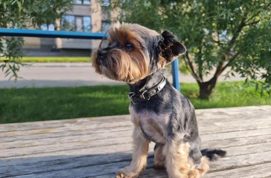 Поради та секрети виховання: скільки шляхів долає ваш собака, щоб&hellip;