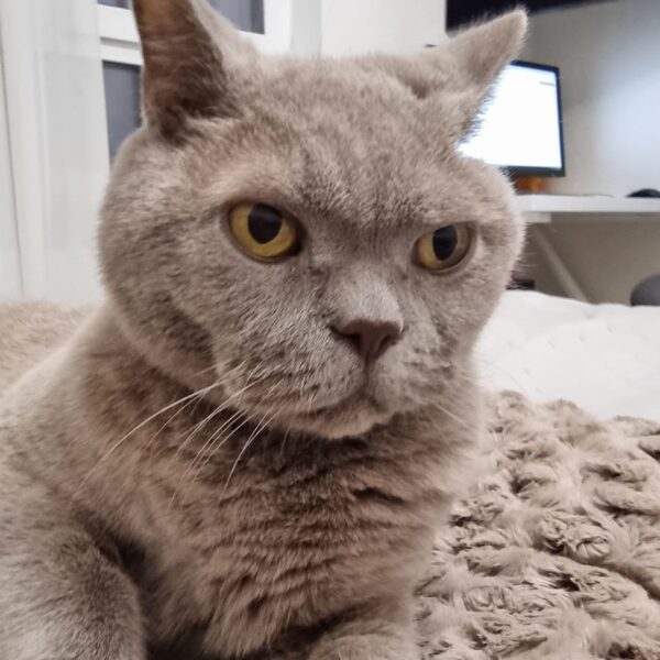 Кошачий вік: скільки років вашому улюбленцю за людськими мірками в&hellip;