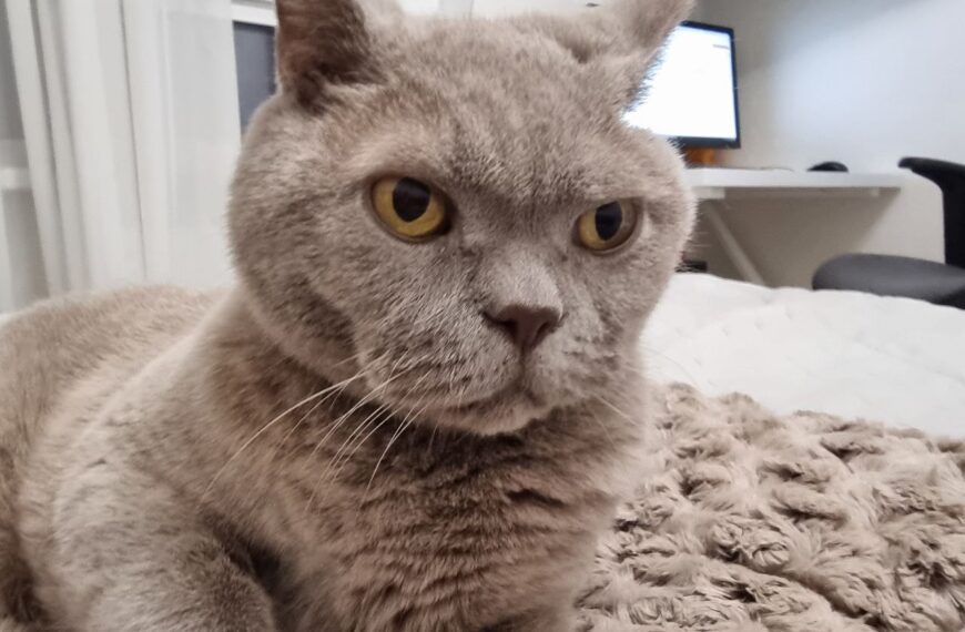 Кошачий вік: скільки років вашому улюбленцю за людськими мірками в&hellip;