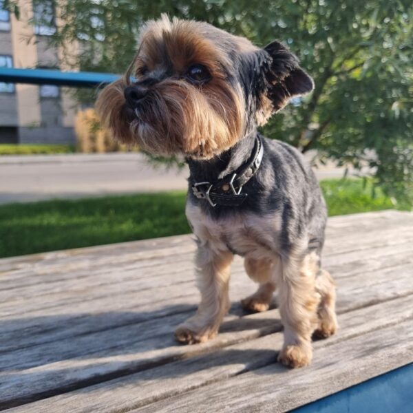 Чи пам’ятає собака свого першого господаря: поради щодо адаптації та&hellip;