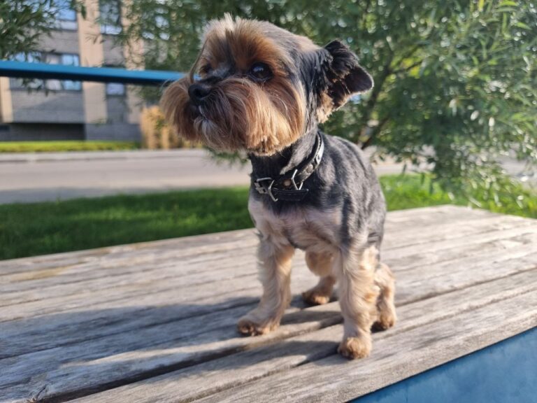 Чи пам'ятає собака свого першого господаря: поради щодо адаптації та розвитку тварини у новій родині 15