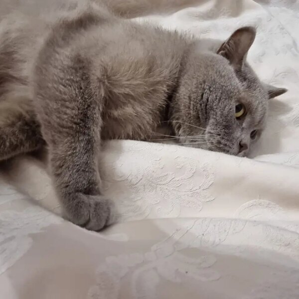 Кіт не дає спати вночі, а вдень вдає з себе&hellip;