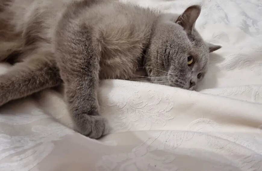 Кіт не дає спати вночі, а вдень вдає з себе&hellip;