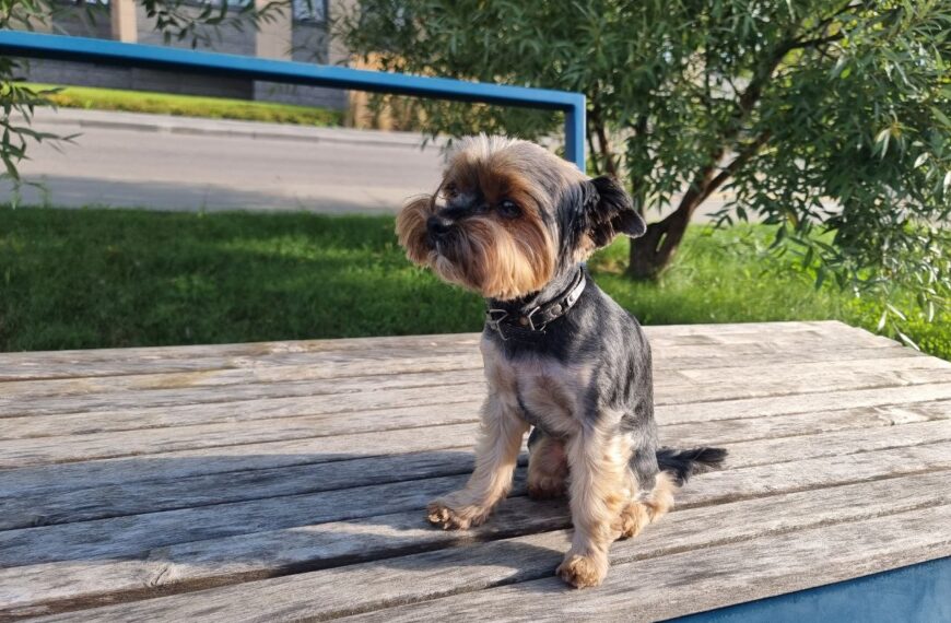 Як довго собака пам’ятає образу на ветеринара: цінні поради для&hellip;