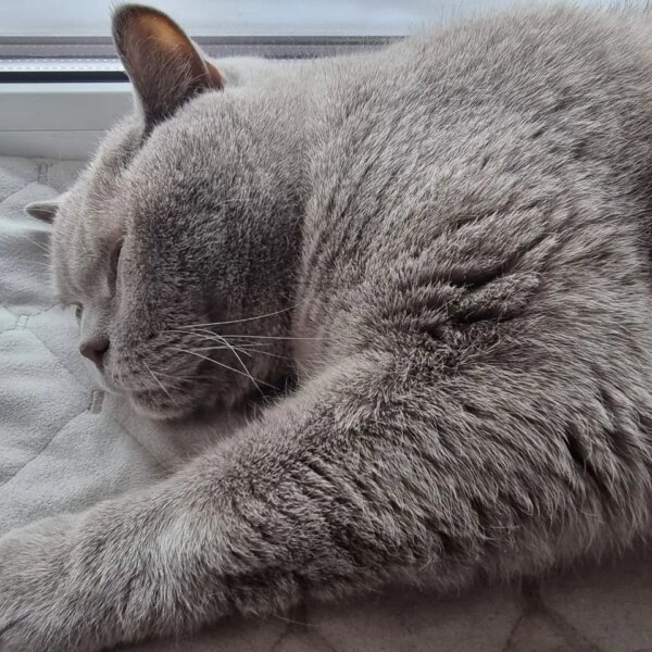 Найболючіші образи: як котяча пам’ять зберігає ваші помилки на все&hellip;