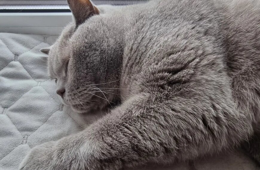 Найболючіші образи: як котяча пам’ять зберігає ваші помилки на все життя