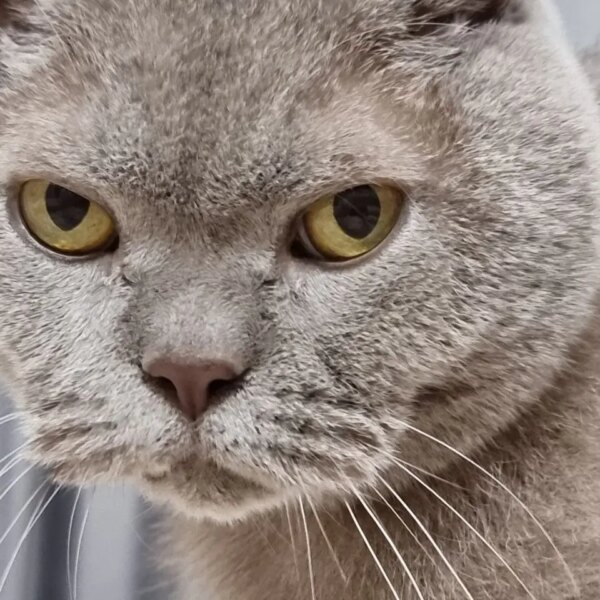 Як розпізнати причини поведінкових проблем у котів після розлуки: поради&hellip;