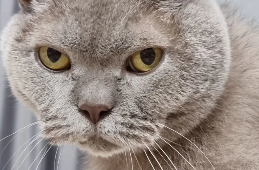 Як розпізнати причини поведінкових проблем у котів після розлуки: поради ветеринарів та зоопсихологів