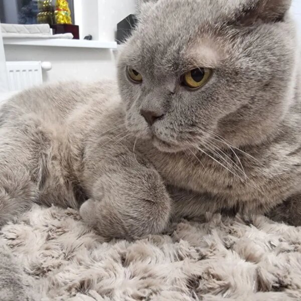 Коти в місті та стрес: чому міські муркотуни живуть менше&hellip;