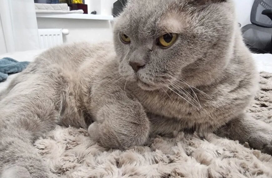 Коти в місті та стрес: чому міські муркотуни живуть менше&hellip;