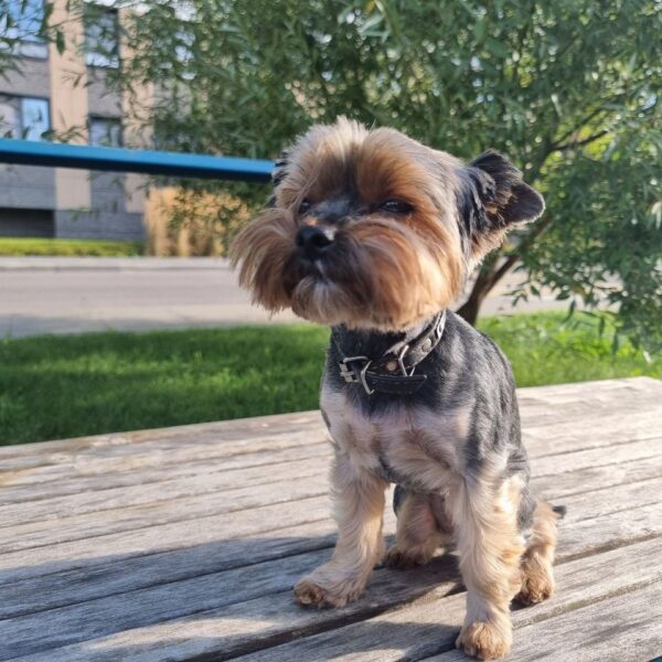 Як собака обирає «свого» в родині: секрети прив’язаності та розвитку&hellip;