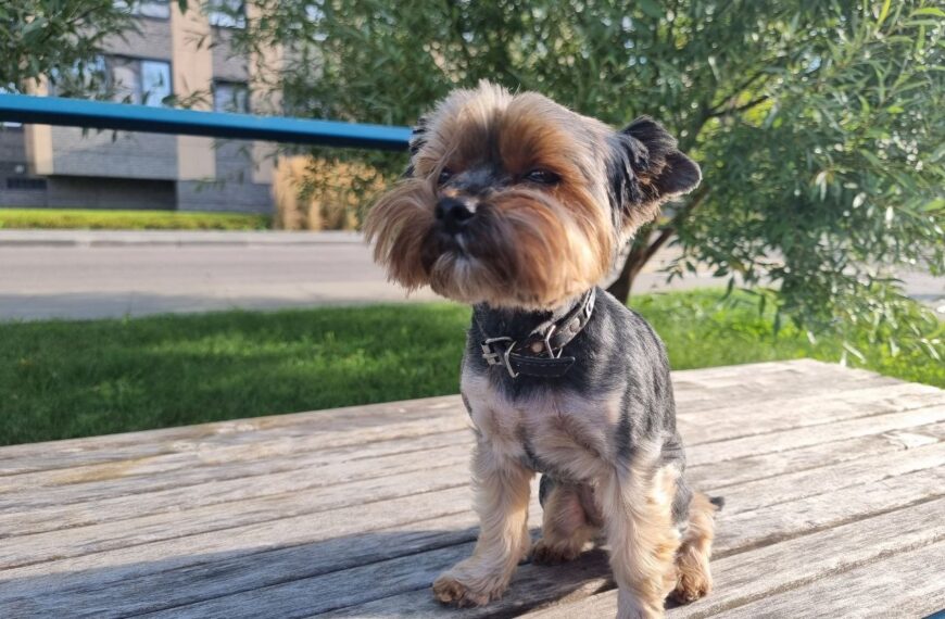 Як собака обирає «свого» в родині: секрети прив’язаності та розвитку&hellip;