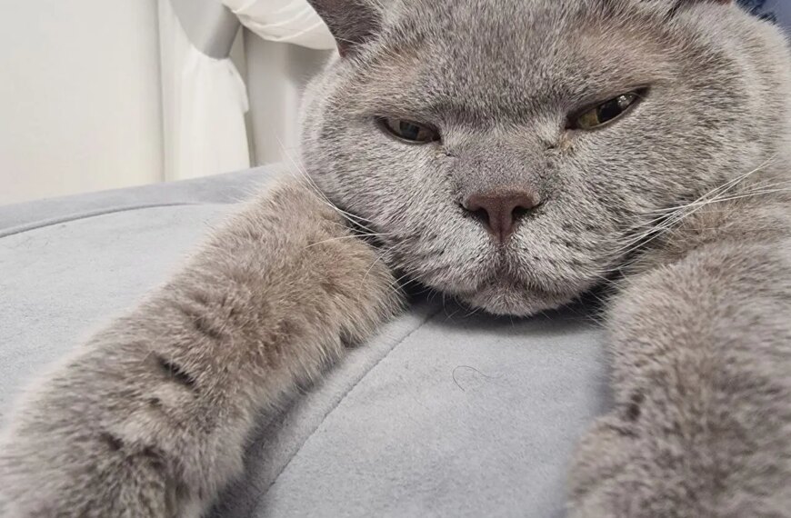 Секрети котячої зрілості: скільки людських років ховається за одним котячим&hellip;