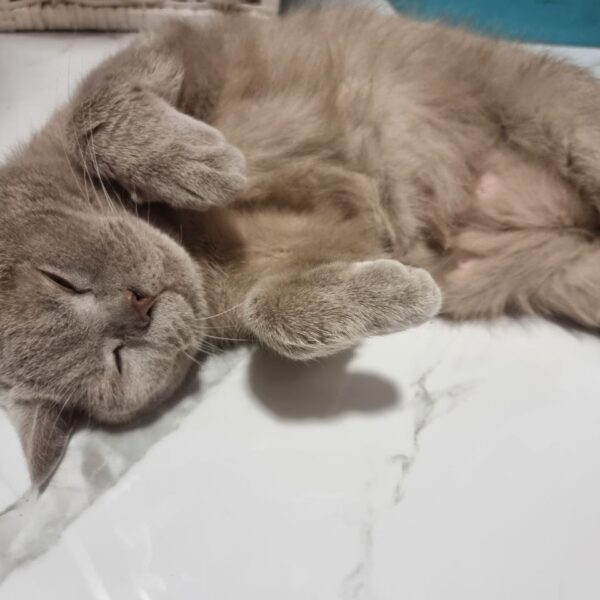 Секрети пам’яті вашого котика: як довго пухнастик пам’ятає вас після&hellip;