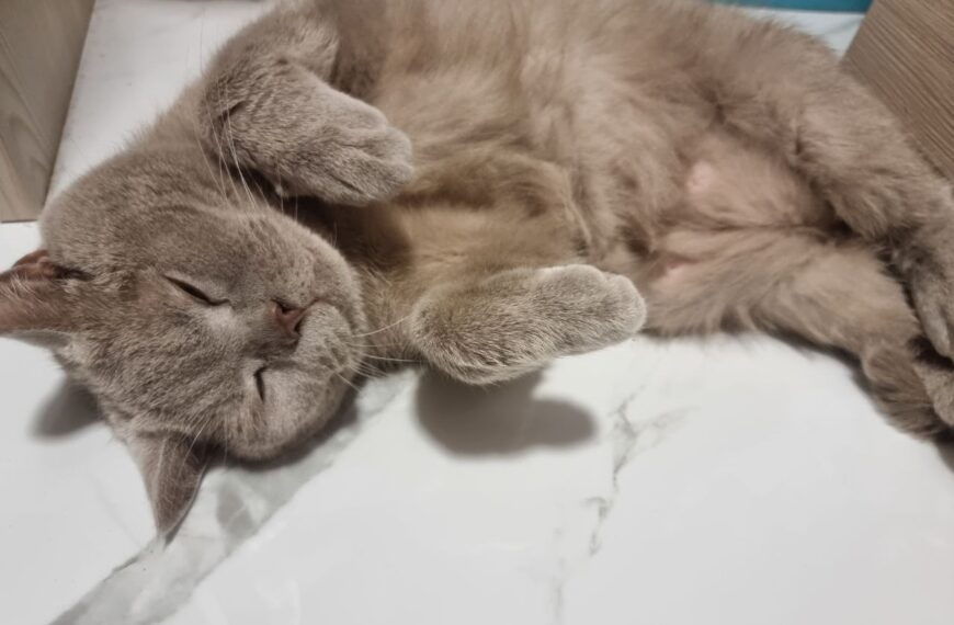 Секрети пам’яті вашого котика: як довго пухнастик пам’ятає вас після&hellip;