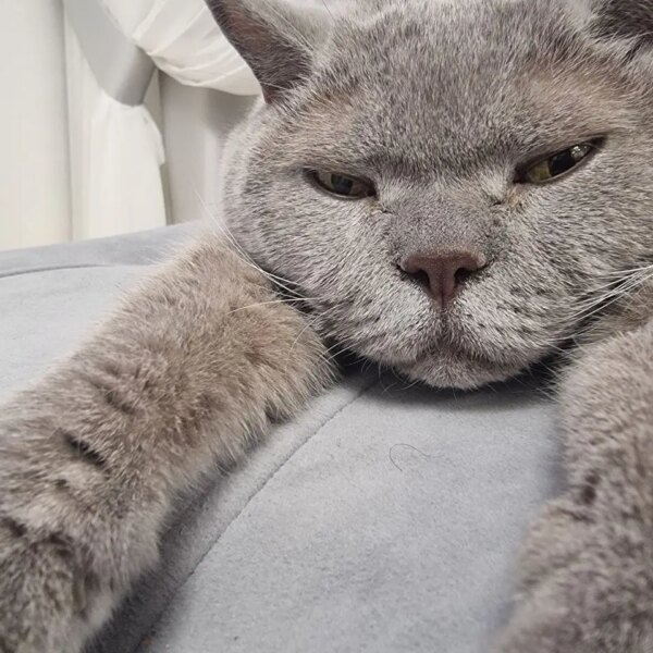 Секрети котячої емпатії: чому ваш улюбленець лягає на хворе місце&hellip;