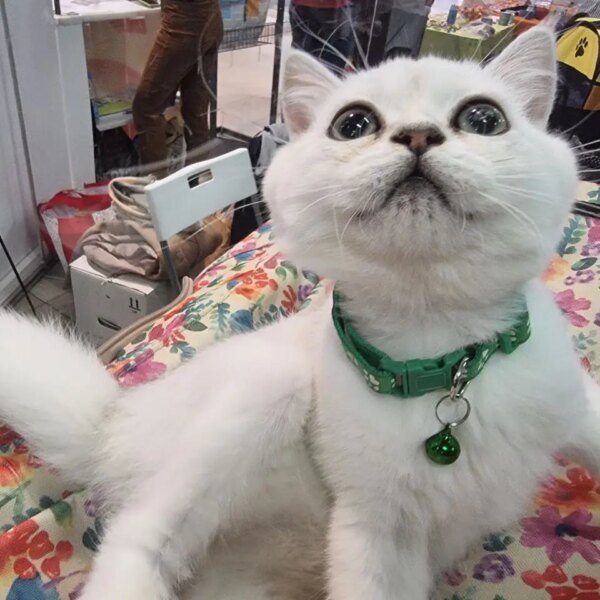 Чому ваш кіт кричить, коли ви йдете на роботу: секрети&hellip;