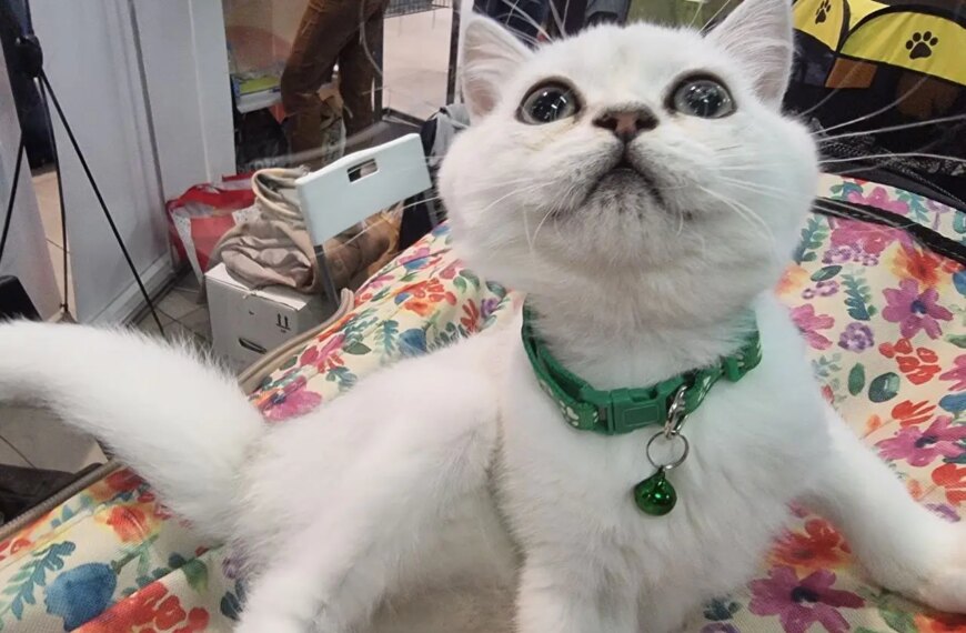 Чому ваш кіт кричить, коли ви йдете на роботу: секрети&hellip;