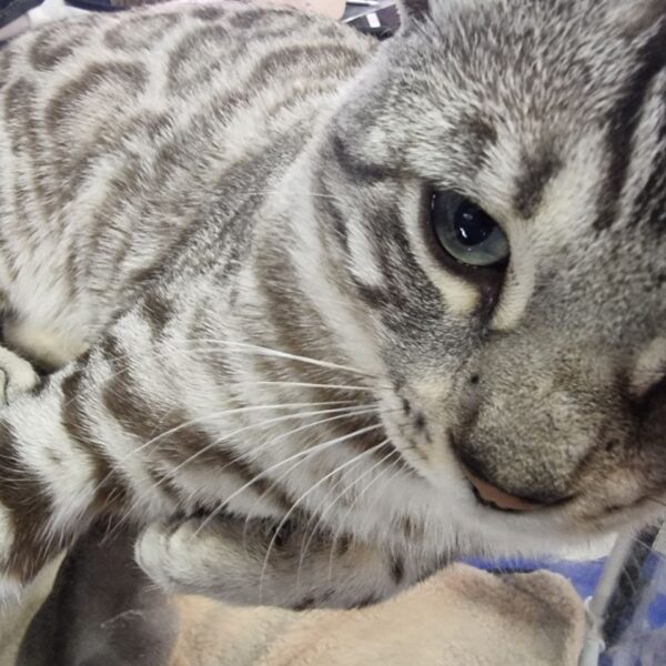 Чому кіт дивиться вам в очі і скидає кружку зі&hellip;