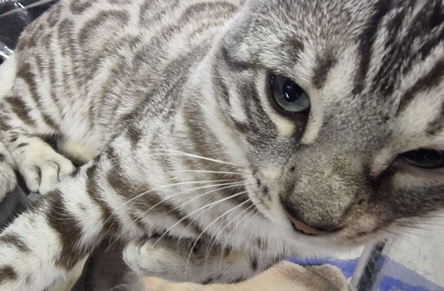 Чому кіт дивиться вам в очі і скидає кружку зі столу: секрети поведінки вашого&hellip;