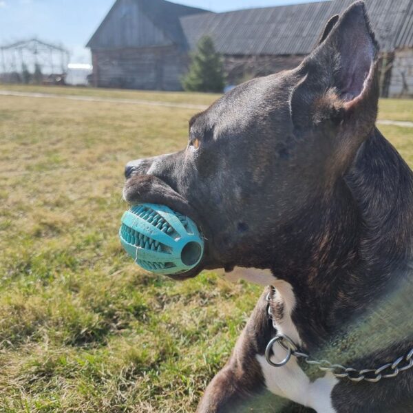 Пёс радостно прыгает только на гостя с бородой: почему собаки&hellip;