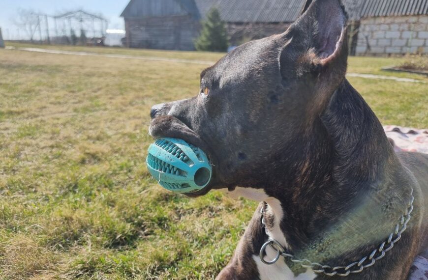 Пёс радостно прыгает только на гостя с бородой: почему собаки&hellip;