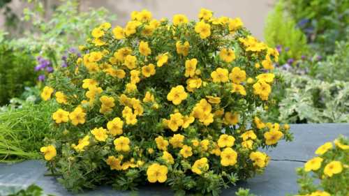 Звичайний бур'ян виявився дієвим засобом проти серйозних інфекційних захворювань 2