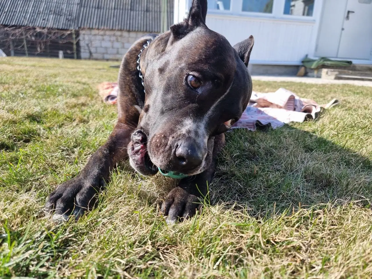 стара собака