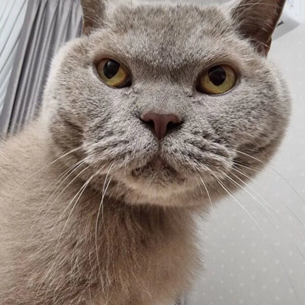 Котик треться об ноги, коли ви відчиняєте холодильник: яка частка&hellip;