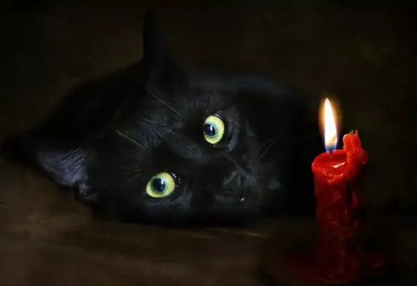 Як котяче товариство руйнує міфи про чорних котів 12