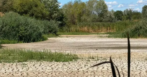 Висихання Чорного озера в Ужгороді загрожує унікальній екосистемі