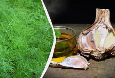 Зберегти свіжість м'яти: сучасні методи заготівлі на зиму 8 Зберегти свіжість м'яти: сучасні методи заготівлі на зиму 8