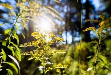 Червоні родимки: чи загрожують вони раком і коли звернутися до лікаря 9