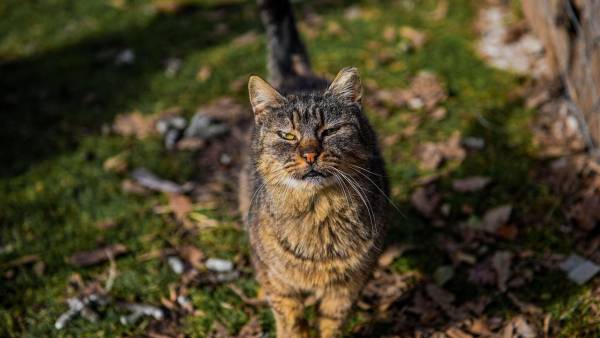 Чому коти та собаки тікають з дому перед смертю