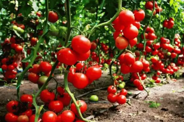 Мариновані помідори черрі: рецепт солодкої закуски на зиму 4