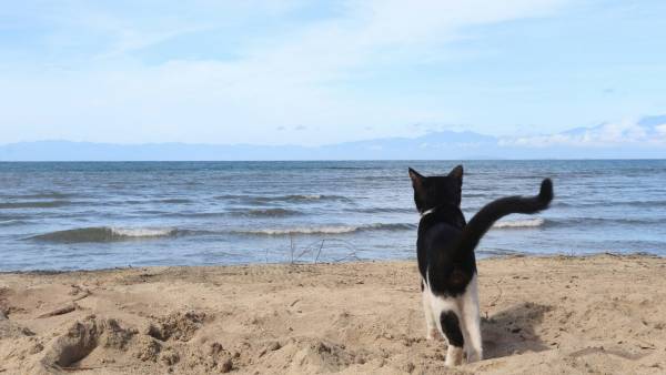 5 порід котів, що не бояться води