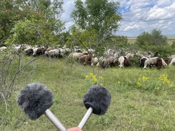 Київський музей демонструє 20-хвилинну подорож степом в інтерактивній інсталяції 14