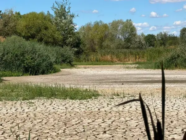 Висихання Чорного озера в Ужгороді загрожує унікальній екосистемі 4 Висихання Чорного озера в Ужгороді загрожує унікальній екосистемі 4