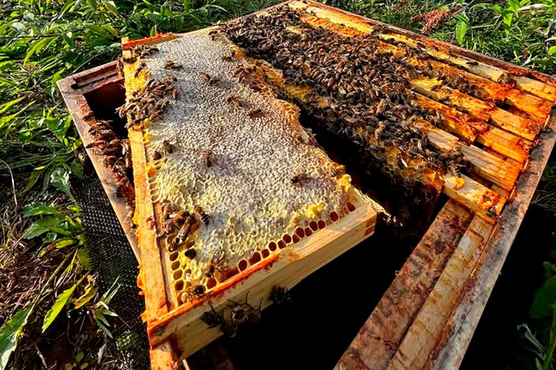 Як почати займатися міським бджільництвом 6